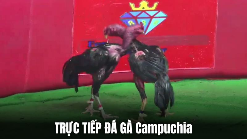 Thể loại trực tiếp đá gà C1 mới nhất Campuchia đậm chất truyền thống Thể loại trực tiếp đá gà C1 mới nhất Campuchia đậm chất truyền thống